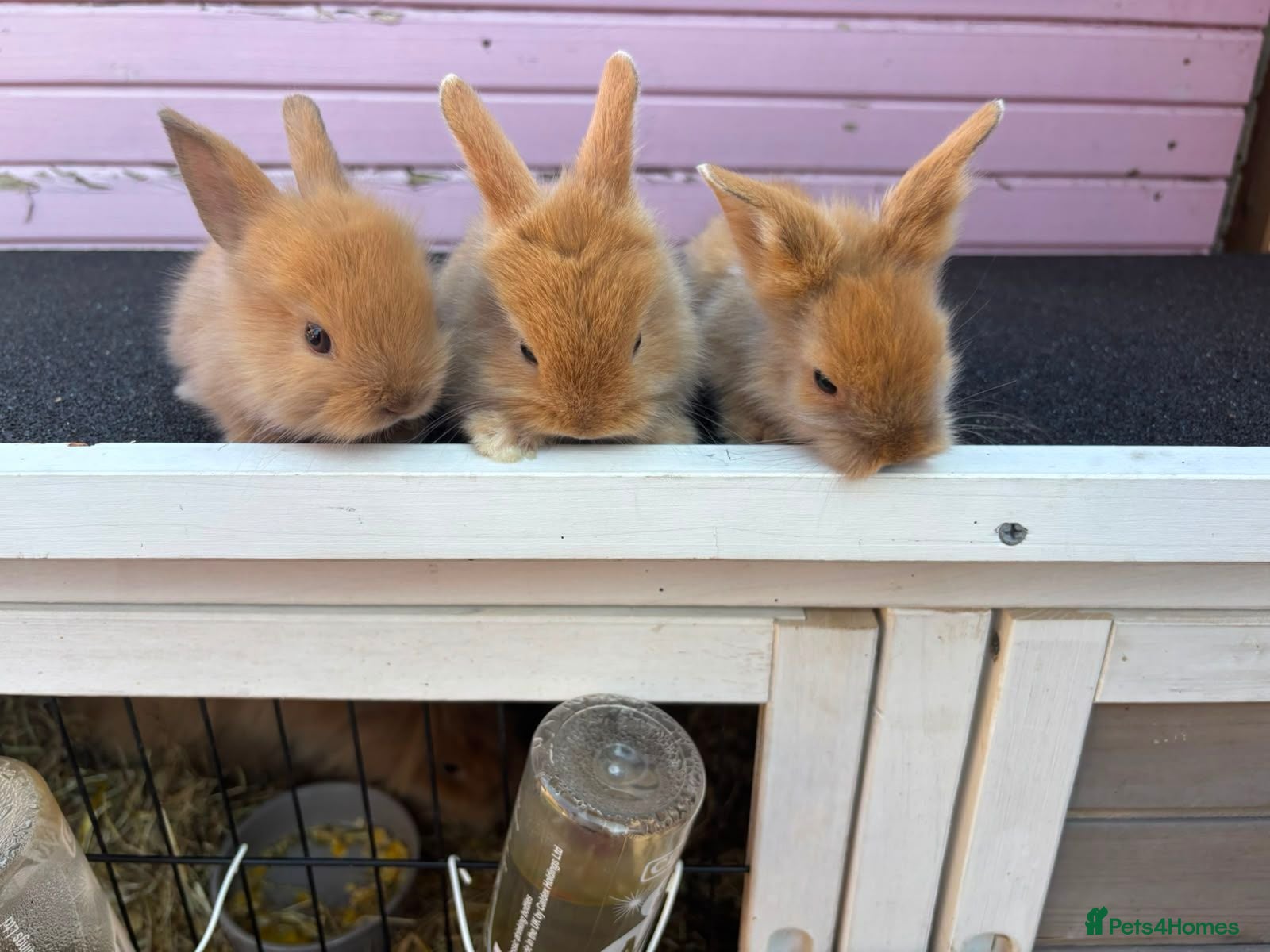 Lionhead rabbits Jessica  - Advert 2