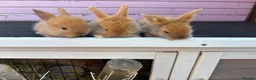 Lionhead rabbits for sale: Jessica  - Advert 1