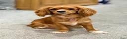 Mixed Breed dogs for sale: 3 Beautiful Cavapoochon Girls in Basildon - Advert 10