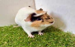 Guinea Pig rodents for sale: Super calm, friendly Guinea pig females  - Image 15