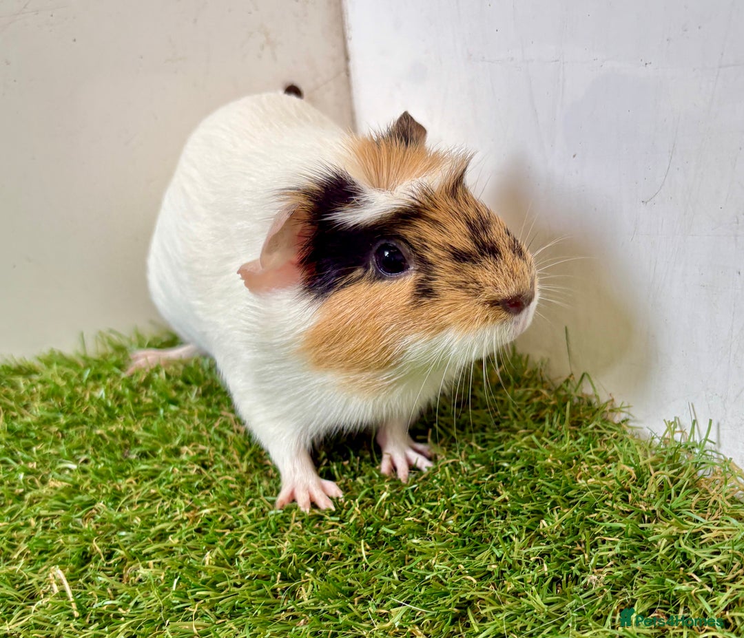 Guinea Pig rodents for sale: Super calm, friendly Guinea pig females  - Image 15