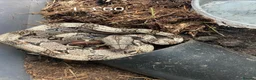 Boa Snake reptiles for sale: Baby boa constrictors various morphs - Advert 2