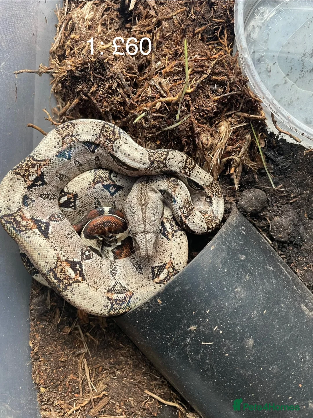 Boa Snake reptiles for sale: Baby boa constrictors various morphs - Advert 2