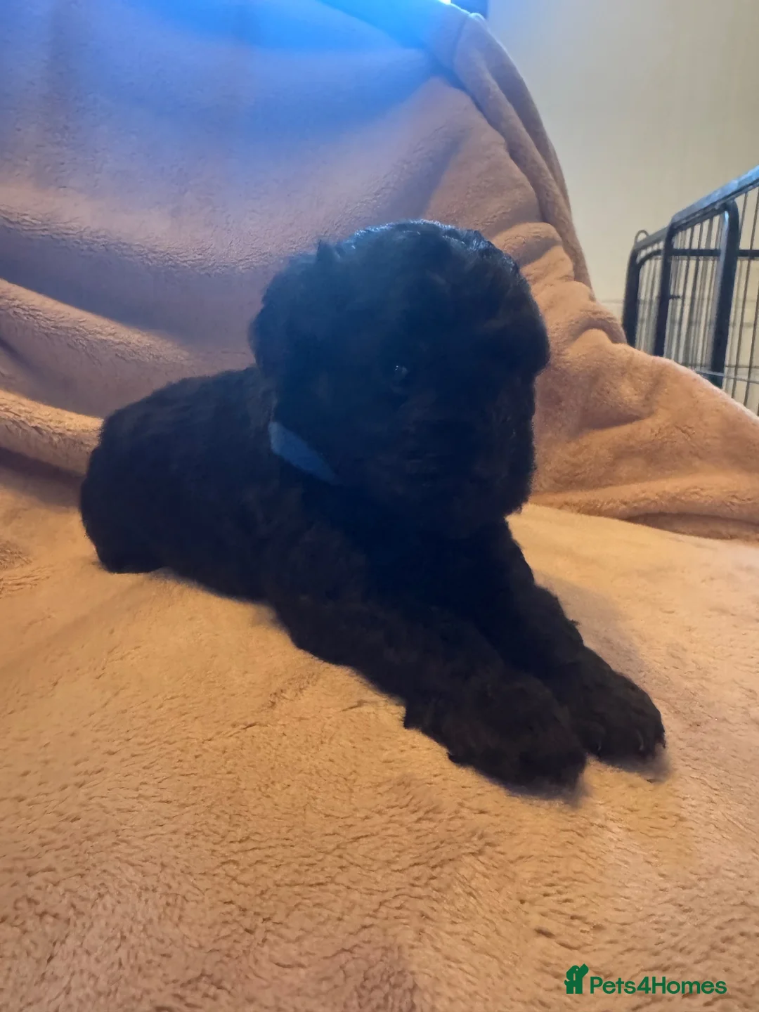 Toy Poodle dogs for sale: F1BB TOY POODLES  - Advert 2