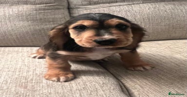 Cocker Spaniel dogs - Advert 3