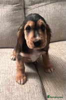Cocker Spaniel dogs - Advert 2