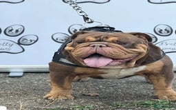 English Bulldog dogs for sale: Beautiful chunky English bulldogs - Image 8
