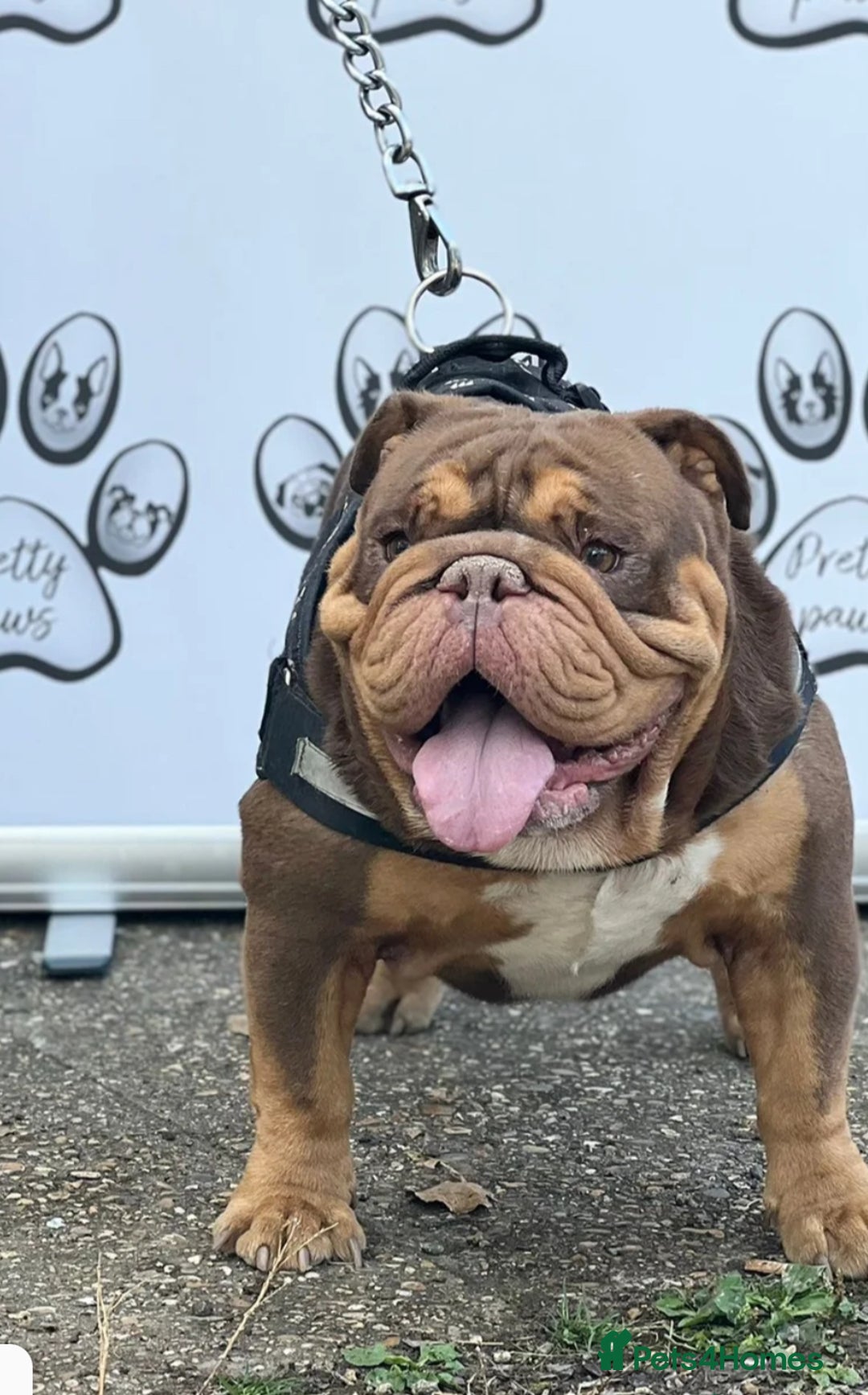 English Bulldog dogs for sale: Beautiful chunky English bulldogs - Image 8