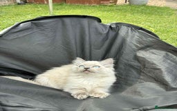 Ragdoll cats for sale: Last Ragdoll Kitten–Affectionate & Ready Now! ✨🐾 - Image 8