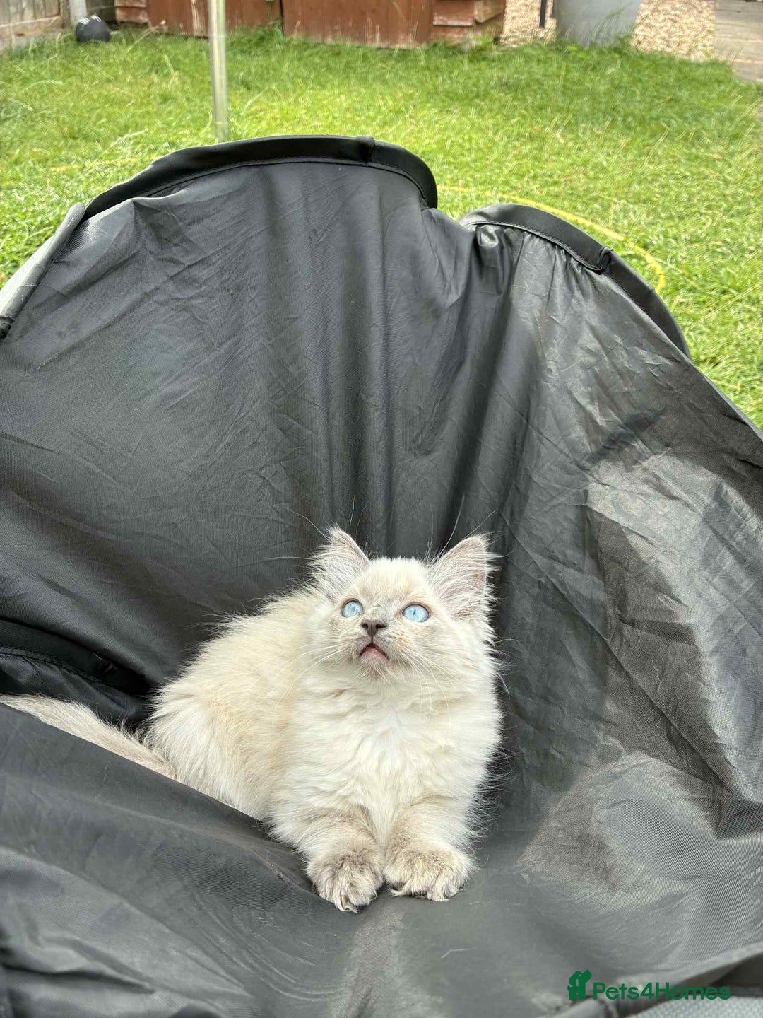 Ragdoll cats for sale: Last Ragdoll Kitten–Affectionate & Ready Now! ✨🐾 - Image 8