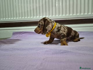 Miniature Dachshund dogs Hi beautiful mini dachshund for 5* home - Advert 2