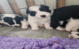 Border Collie dogs for sale: B. C. Puppies black and white kc reg - Advert 12
