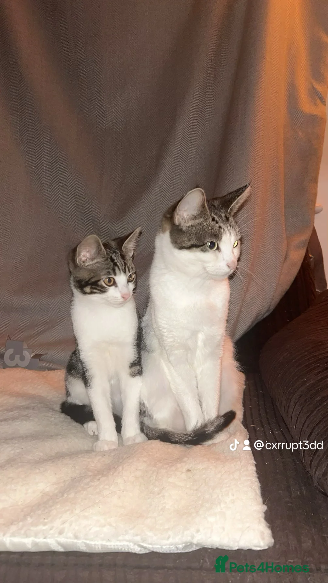 Mixed Breed cats for sale: Ragdoll mixed breed kitten  - Advert 5