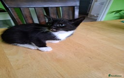 Mixed Breed cats for sale: 2 Male 8 week old kittens  - Image 12
