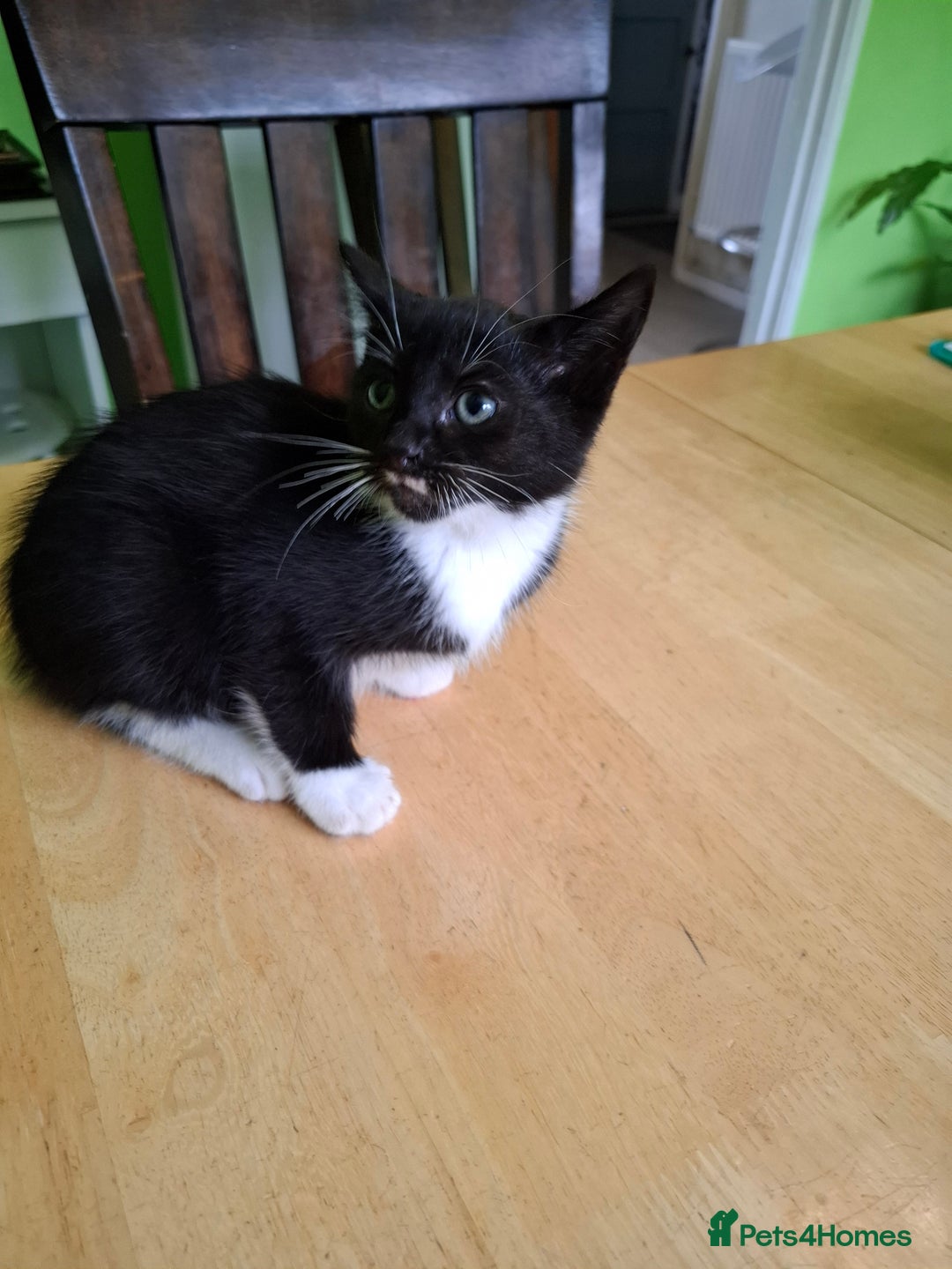 Mixed Breed cats for sale: 2 Male 8 week old kittens  - Image 12