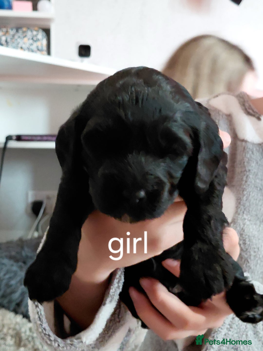 Mixed Breed dogs for sale: Sprockerpoos - Advert 7