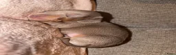 Miniature Dachshund dogs for sale: Beautiful KC Puppies - Advert 21