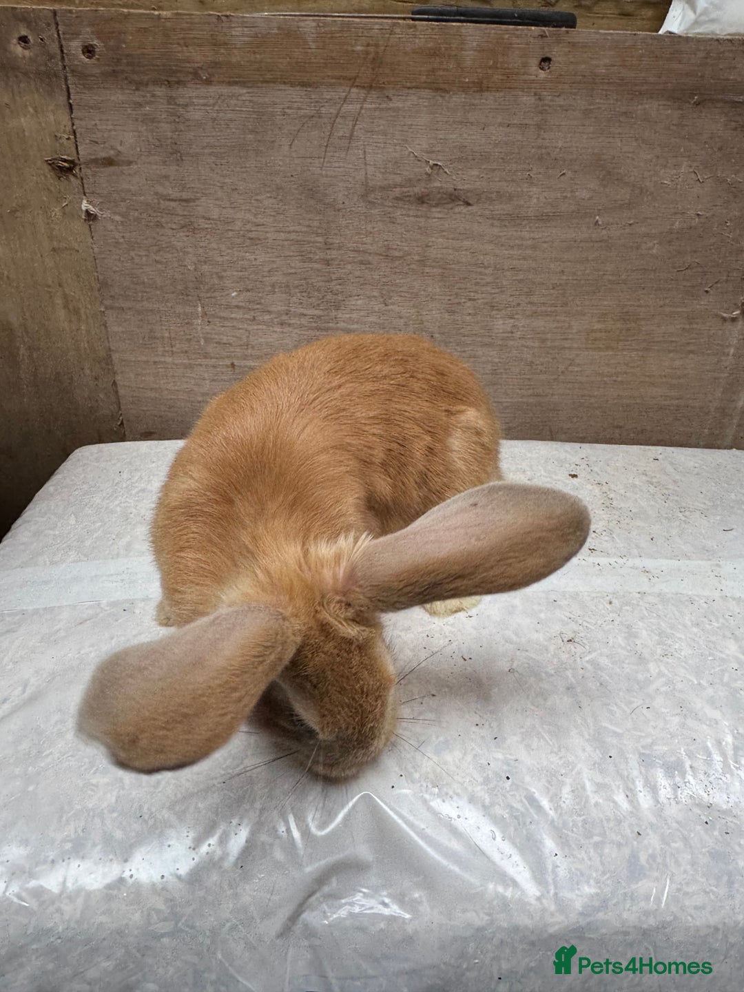 Mixed Breed rabbits for sale: 9 beautiful little Rabbit very friendly - Advert 4