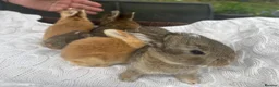 Mixed Breed rabbits for sale: 5 beautiful French lop x mini lops  - Advert 6