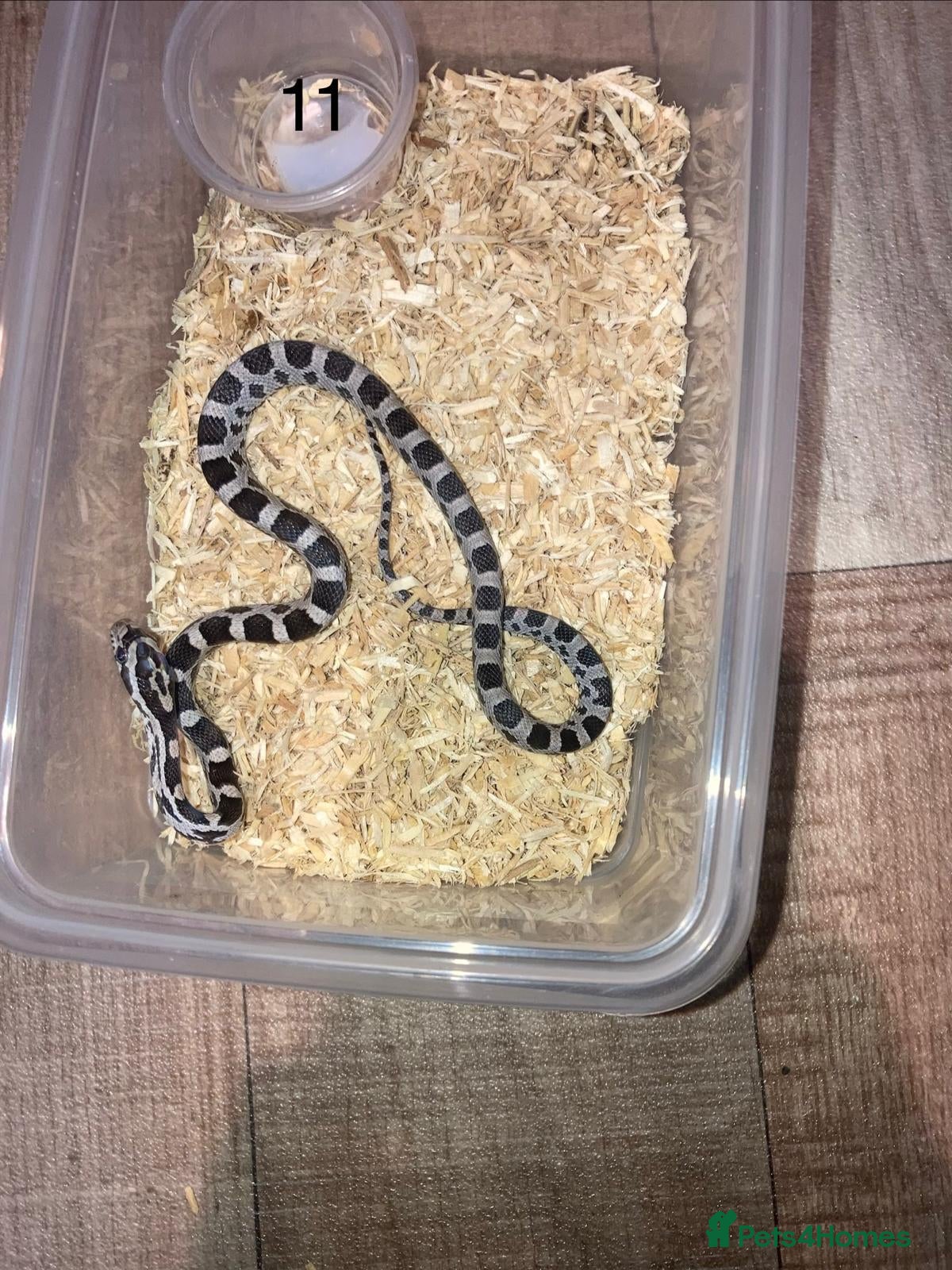 Corn Snake reptiles Baby corn snakes - Advert 4