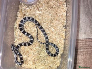 Corn Snake reptiles Baby corn snakes - Advert 4