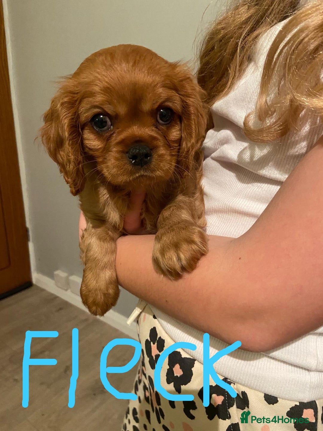 Cavalier King Charles Spaniel dogs for sale: Stunning Cavalier king Charles Spanniel Puppies - Advert 3