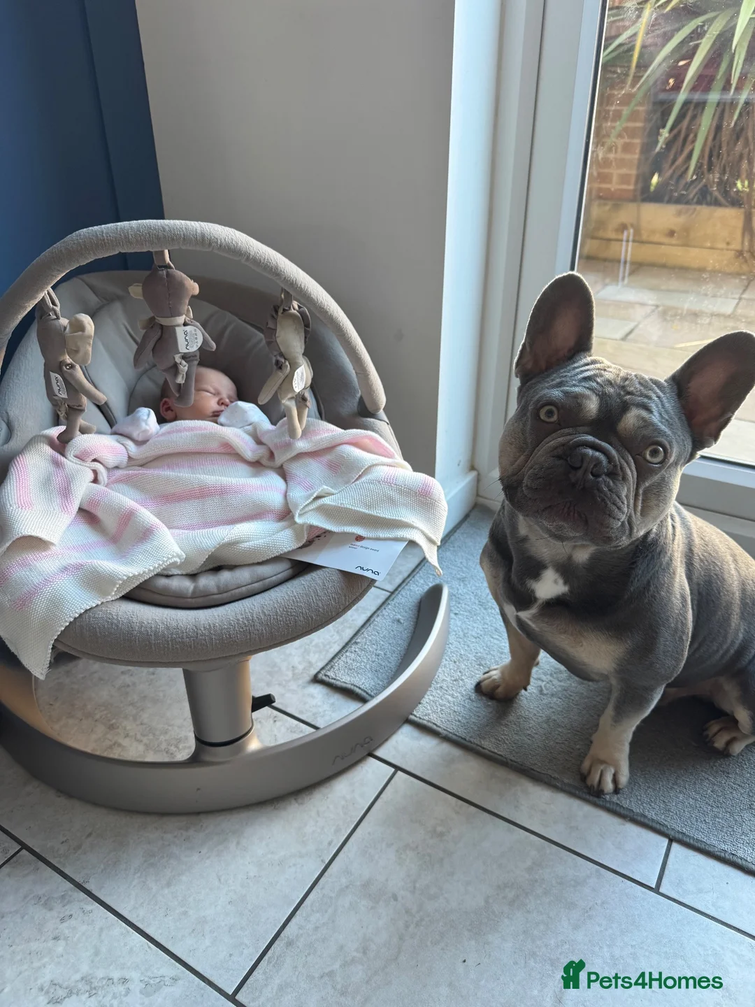 French Bulldog dogs for stud: CAPTAIN COOPER - Advert 4