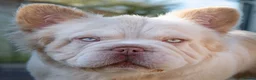 French Bulldog dogs for stud: FLUFFY FRENCHIE in Derby - Advert 3