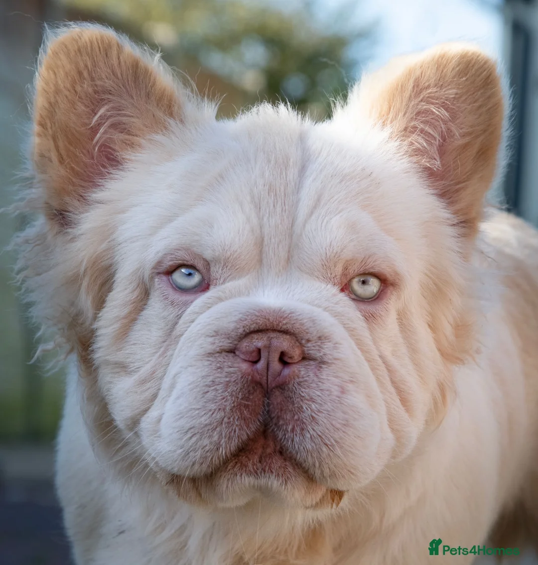French Bulldog dogs for stud: FLUFFY FRENCHIE in Derby - Advert 3