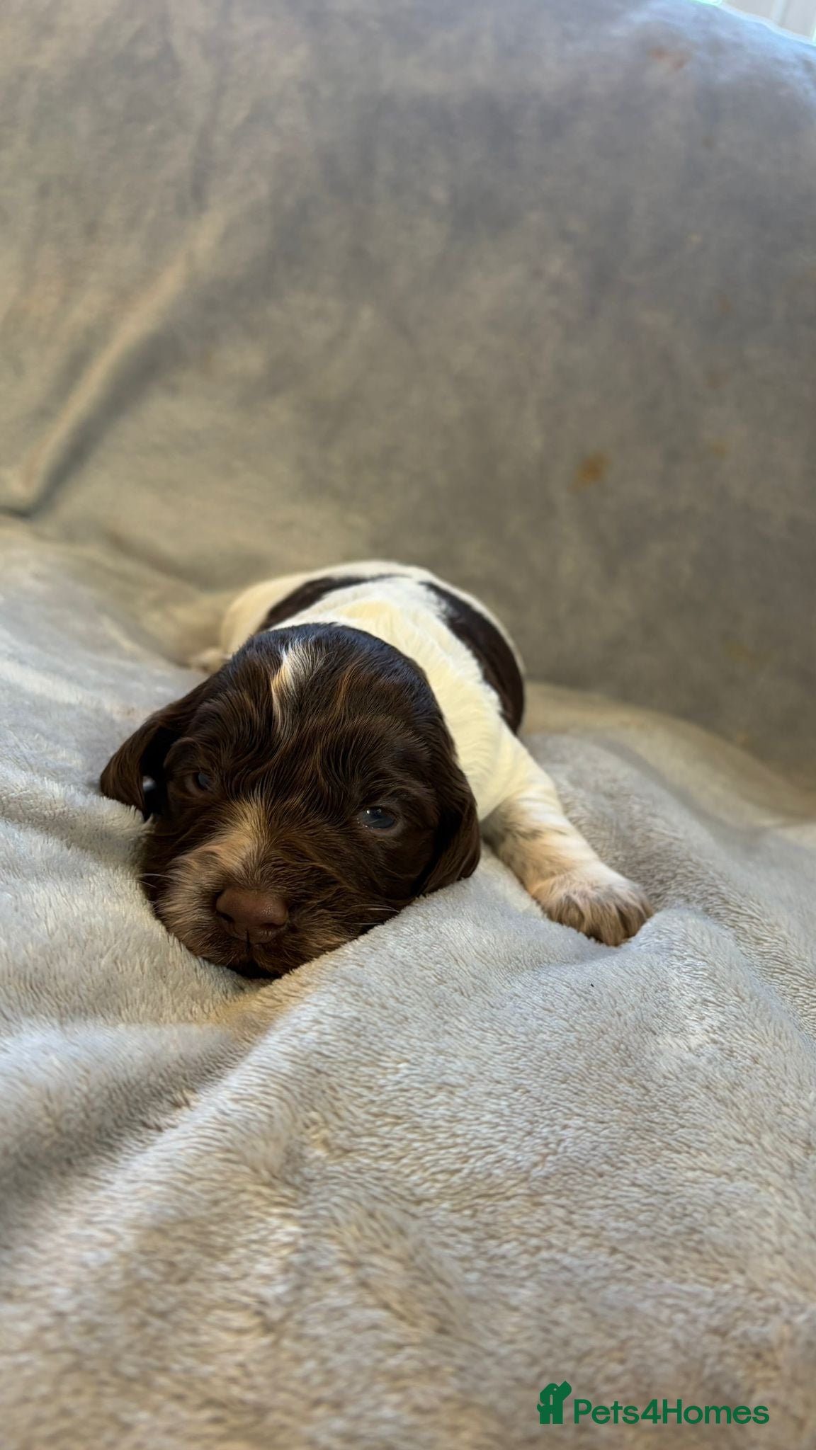 Sprocker dogs for sale: Cocker spaniel - Advert 14