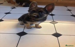 German Shepherd dogs for sale: German shepherd puppies for sale  - Image 1