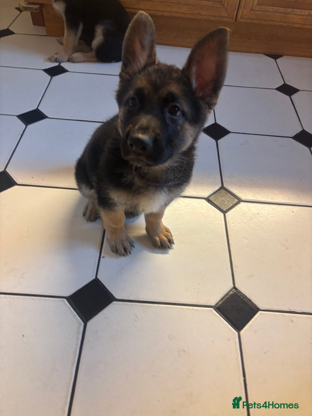 German Shepherd dogs for sale: German shepherd puppies for sale  - Image 1