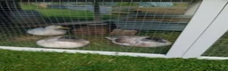 Ducks poultry for sale: 3 Call Ducks in Wrexham - Advert 1