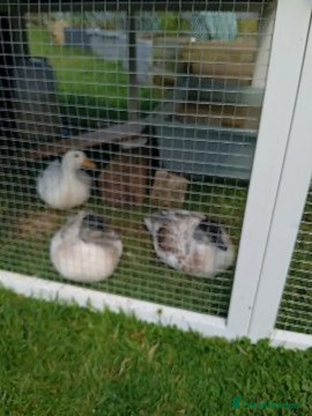 Ducks poultry for sale: 3 Call Ducks in Wrexham - Advert 1