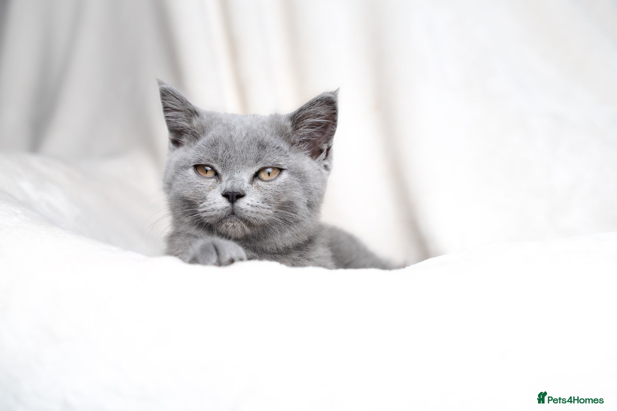 British Shorthair cats Blue British Shorthair Girl 💙 - Advert 4
