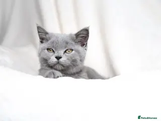 British Shorthair cats Blue British Shorthair Girl 💙 - Advert 11