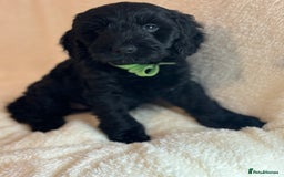 Cockapoo dogs for sale: Ready now and complete health check ❤️ - Image 4
