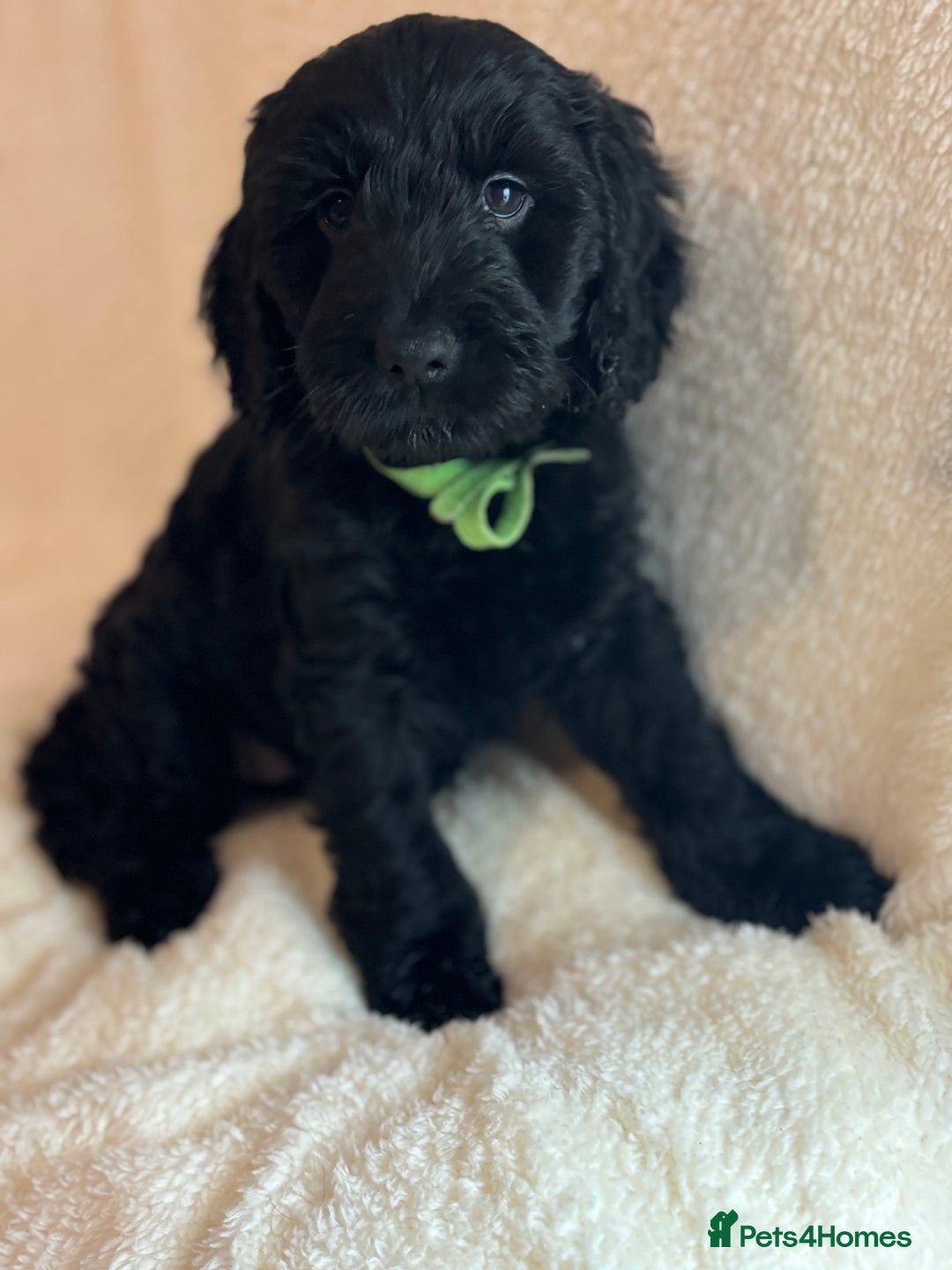 Cockapoo dogs for sale: Ready now and complete health check ❤️ - Image 4