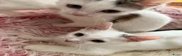 Mixed Breed cats for sale: Gorgeous White Kittens with Grey Markings Ready 🐾 - Advert 6