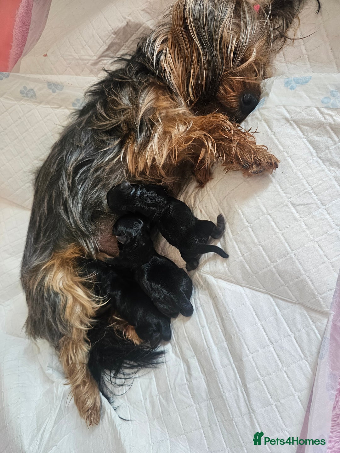 Yorkshire Terrier dogs for sale: 2 Boys and 2 Grils - Image 14