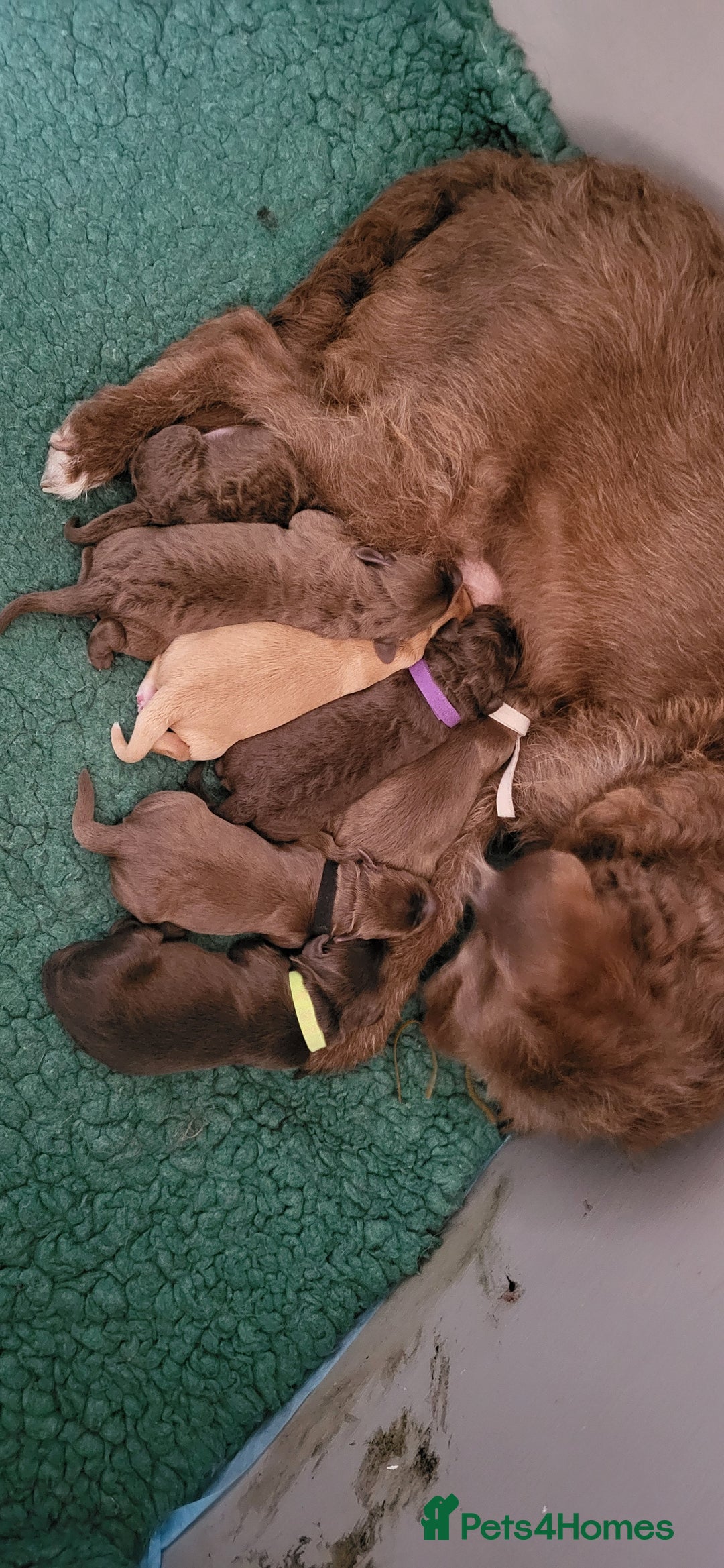 Australian Labradoodle dogs for sale: Beautiful Australian Labradoodle puppies  - Image 6