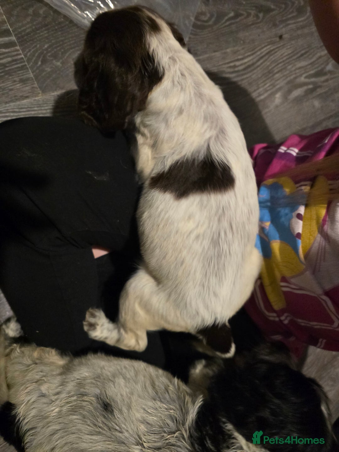 Sprocker dogs for sale: 3 female sprocker puppies - Advert 2