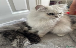 Persian cats for sale: Persian chinchillas kittens - Image 7