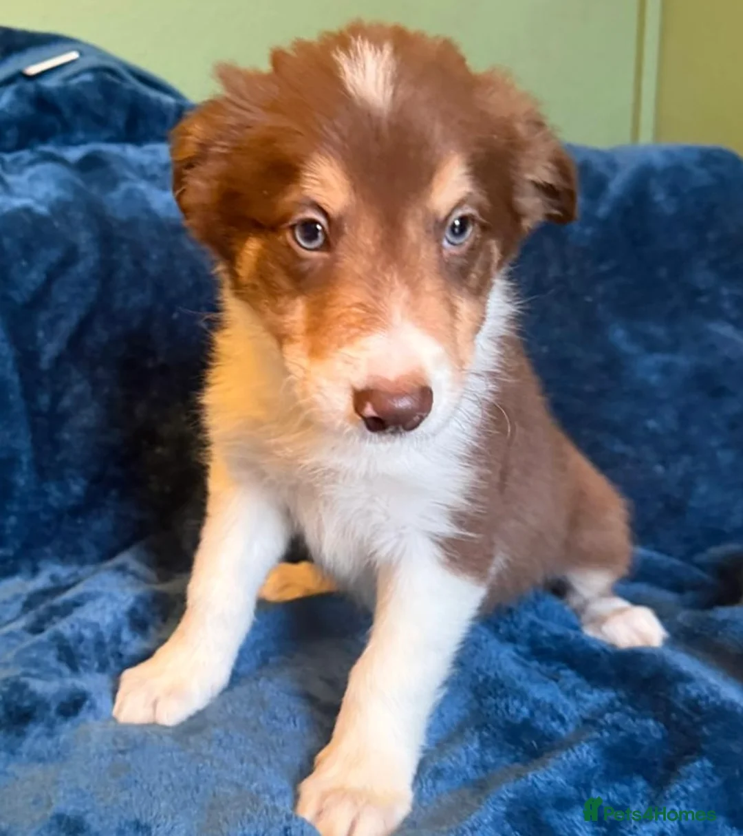 Border Collie dogs for sale: Red, White & Gold Border Collie Pups - Advert 11