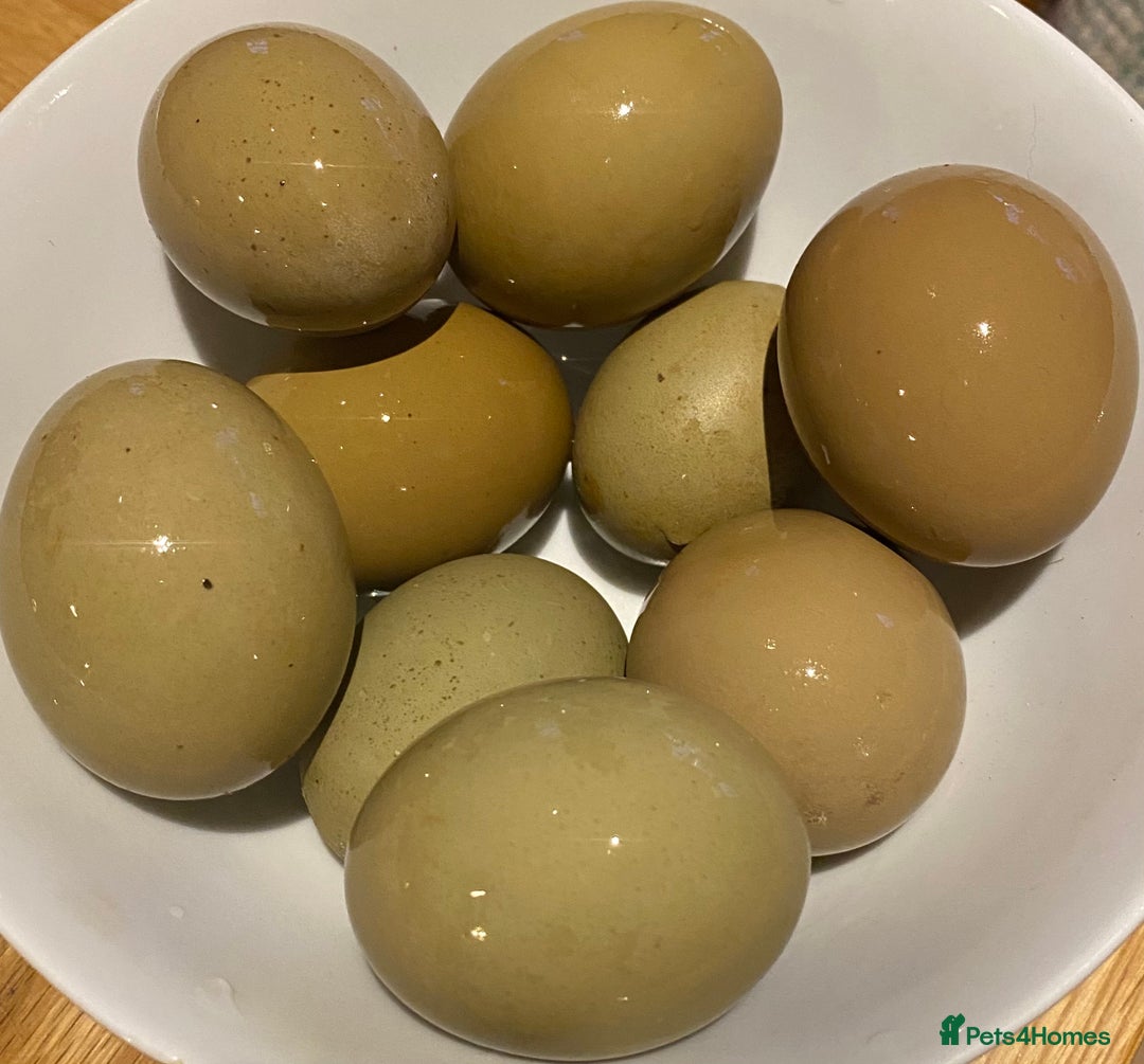 Chickens poultry for sale: Olive Eggers  - Advert 6