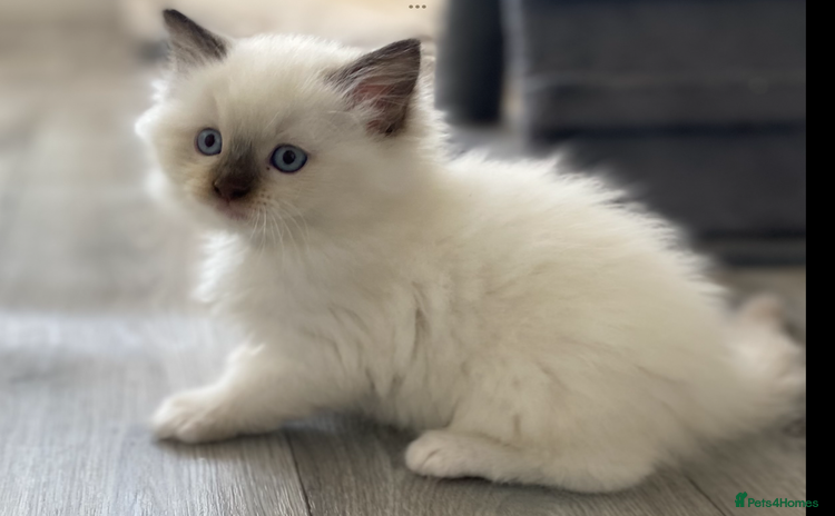 Ragdoll cats Exclusive Genuine 100 % Traditional Ragdolls  - Advert 16