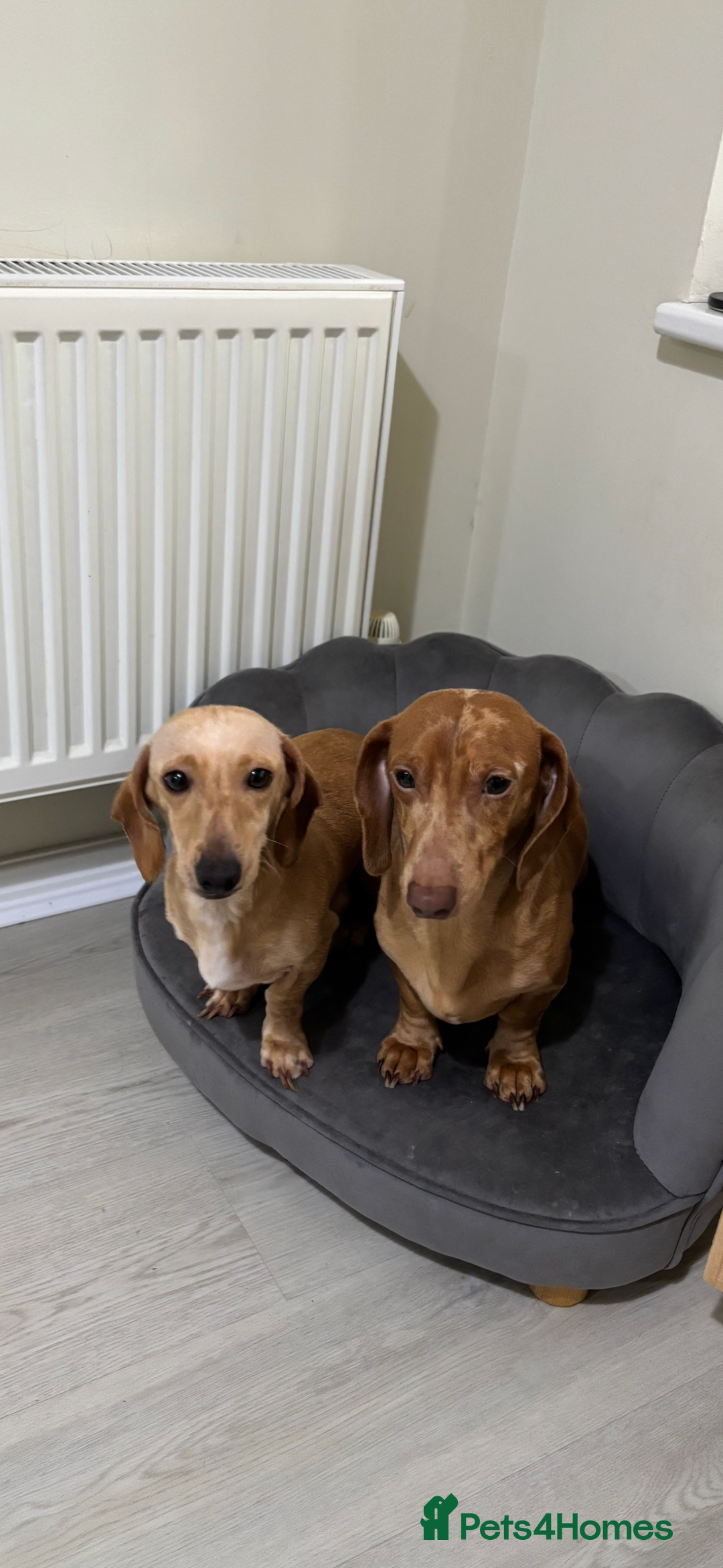 Miniature Dachshund dogs for sale: Mini baby dachshunds  - Advert 7