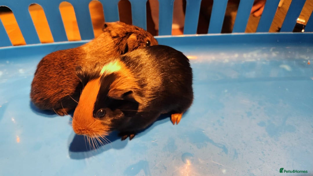 Guinea Pig rodents for sale: Baby Guniea pigs for sale - Advert 1