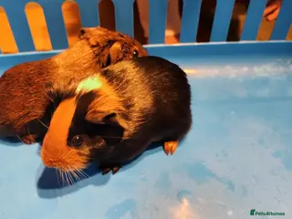 Guinea Pig rodents Baby Guniea pigs for sale - Advert 18