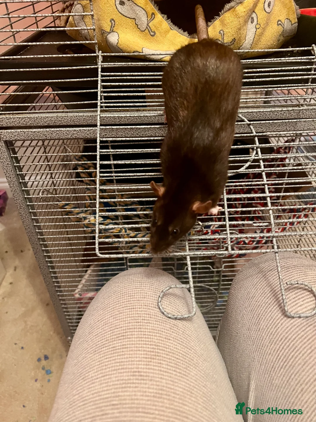 Rat rodents for sale: Brown female dumbo rat - Advert 6